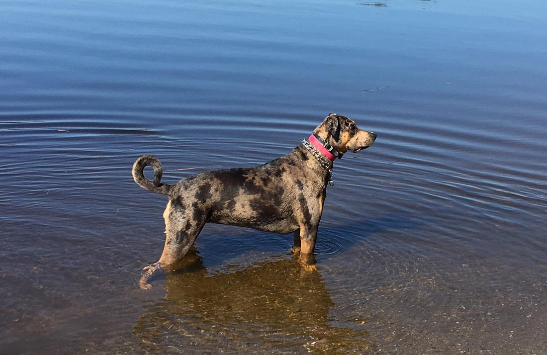 are catahoulas water dogs